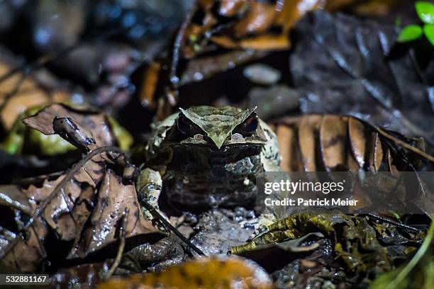 wildlife - bornean horned frog stock pictures, royalty-free photos & images