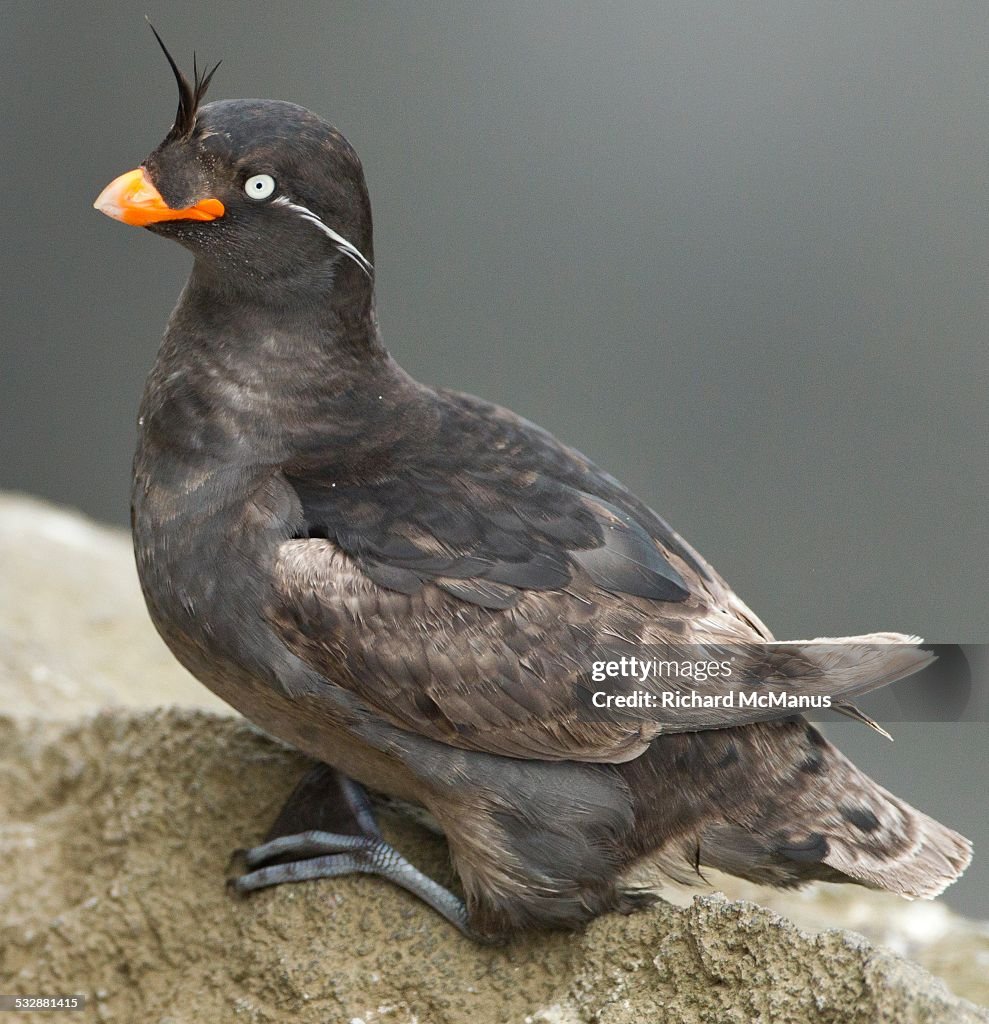 Wildlife