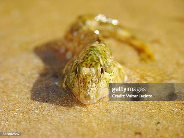 wildlife - peacock blenny stock pictures, royalty-free photos & images