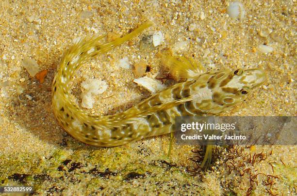 wildlife - peacock blenny stock pictures, royalty-free photos & images