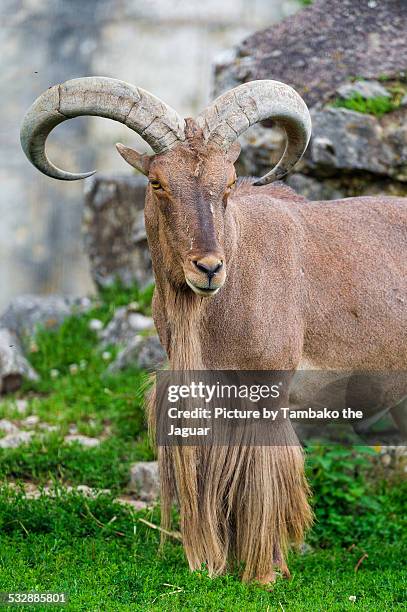 barbary sheep - casalinga stockfoto's en -beelden