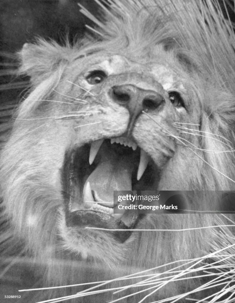 Lion roaring