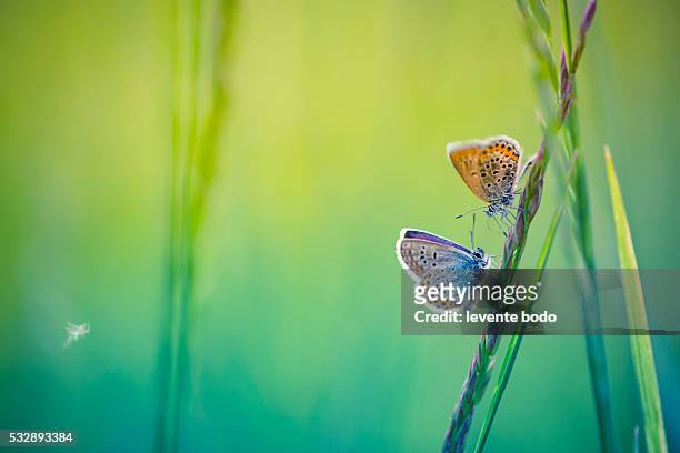 closeup butterfly on grass - the big friendly giant film 2016 stock-fotos und bilder