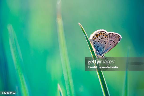 closeup butterfly on grass - images royalty free stock pictures, royalty-free photos & images