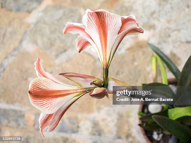 outdoor flower pot with two flowers amarilis - lilly - hippeastrum picotee stock pictures, royalty-free photos & images