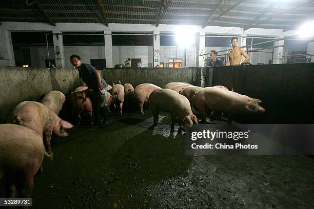 Worker inspects pigs at a slaughterhouse on July 26, 2005 in Chengdu of Sichuan Province, southwest China. According to Sichuan Provincial Health...