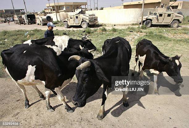 Iraq Cows 64 Bag031 Stock Photos, High-Res Pictures, and Images - Getty Images