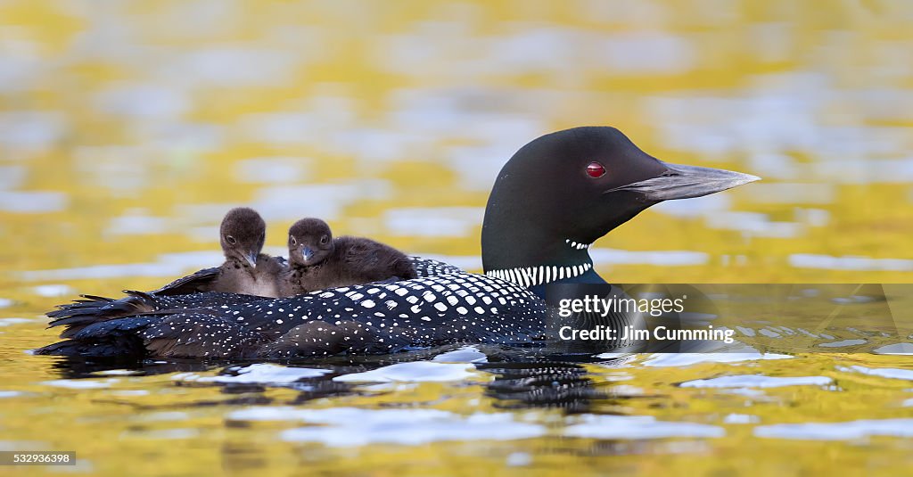 Common loon with chicks