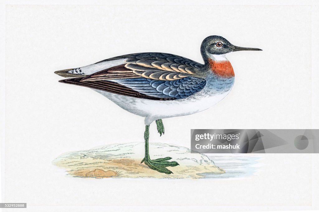 Red-necked phalarope migratory shorebird breeding in Arctics