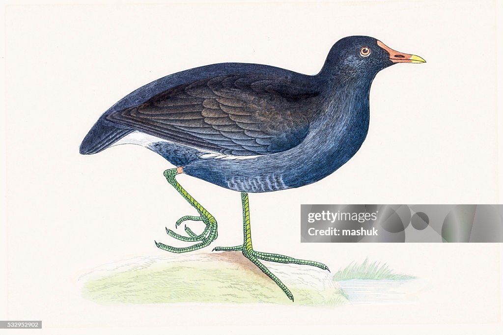 Moorhen water migratory bird