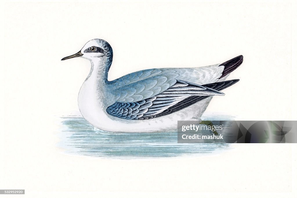 Grey phalarope migratory shorebird breeding in Arctics