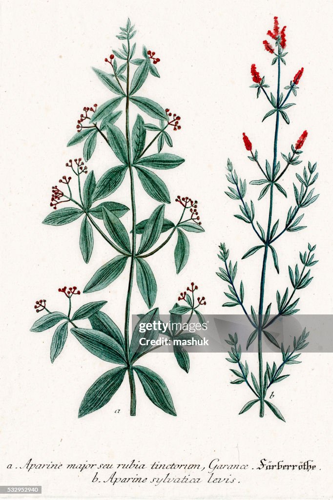 Clivers Or Aparine Medicinal Herbs And Tonic High-Res Vector Graphic ...
