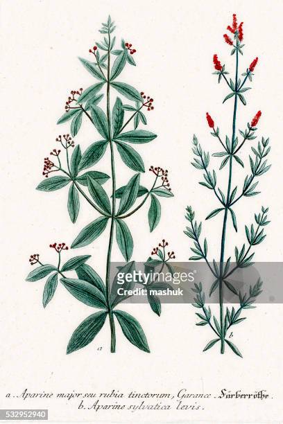 clivers or aparine medicinal herbs and tonic - galium stock illustrations