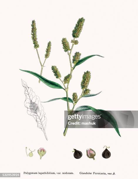 knotweed grass medicinal plant - polygonum persicaria stock illustrations