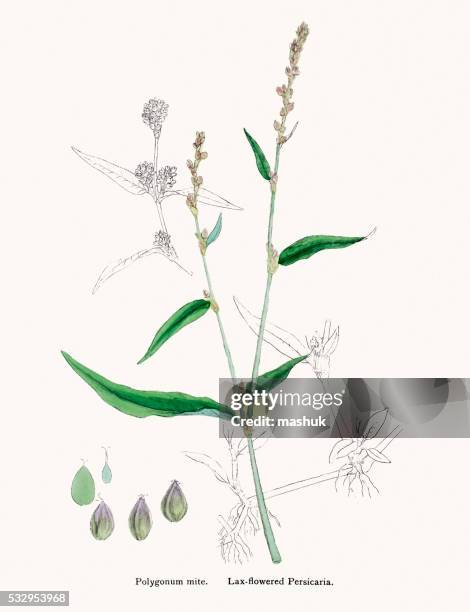 knotweed grass medicinal plant - polygonum persicaria stock illustrations