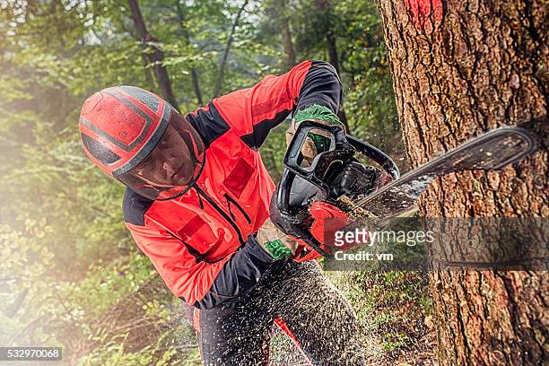 lumberjack at work - cutting stock pictures, royalty-free photos & images
