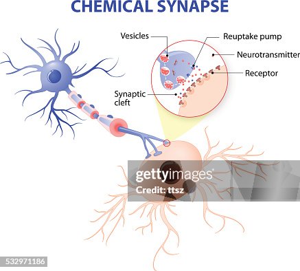 Structure Of A Typical Chemical Synapse Neurotransmitter Release Structure Of A Typical Chemical Synapse Neurotransmitter Release