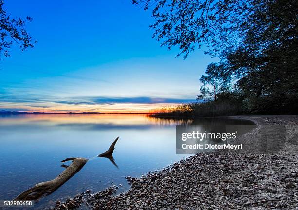 driftwood at sunset  - lake chiemsee, bavaria - chiemsee stockfoto's en -beelden