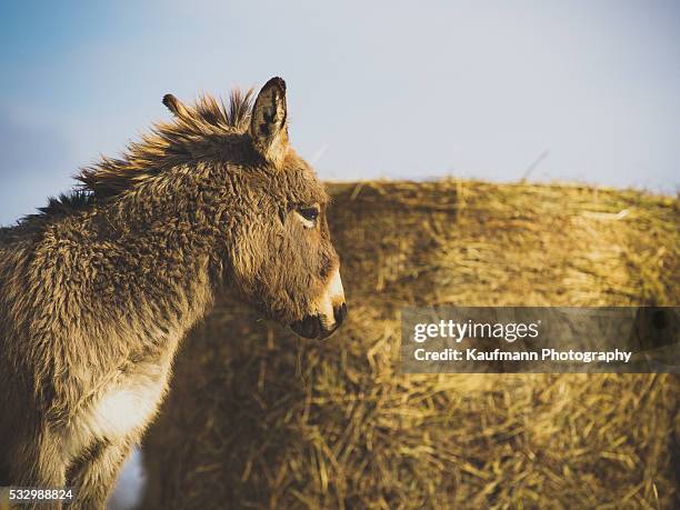 brown donkey and bail of hay - donkey stock pictures, royalty-free photos & images
