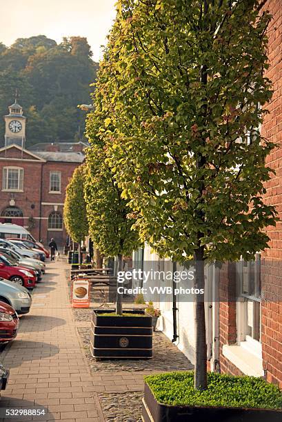 row of ornamental yew trees, montgomery, wales - powys stock pictures, royalty-free photos & images