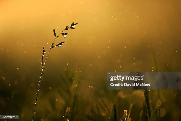 Water drops fall on a lawn that was watered, just after sunrise July 28, 2005 in Hesperia, California. California's demand for water will jump by 40...