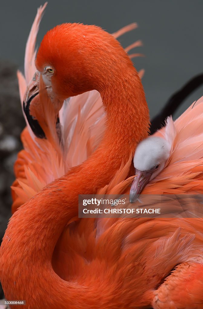 GERMANY-ANIMALS-FLAMINGO-ZOO