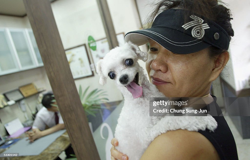 Dogs Receieve Acupunture Treatment In Bundang