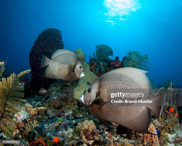 grey anglefish - gray angelfish stockfoto's en -beelden