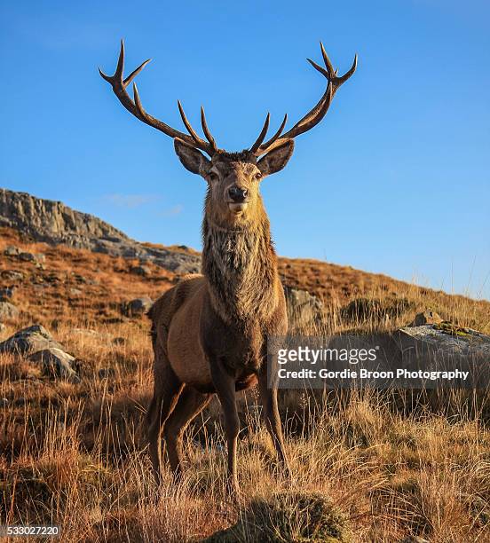 a highland stag. - bucks 個照片及圖片檔