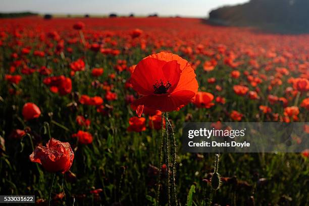 Field left to fallow covered in wild poppies in the Castilla La Mancha landscape after a wet spell of rainfall on May 19, 2016 near Daimiel, Spain....