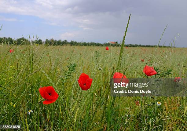 Wild poppies grow in the Castilla La Mancha landscape after a wet spell of rainfall on May 20, 2016 near Daimiel, Spain. The poppies, a familiar...