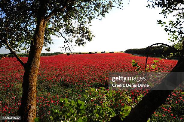 Field left to fallow covered in wild poppies in the Castilla La Mancha landscape after a wet spell of rainfall on May 19, 2016 near Daimiel, Spain....