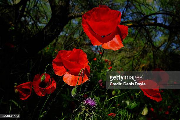 Wild poppies grow in the Castilla La Mancha landscape after a wet spell of rainfall on May 20, 2016 in the Tablas de Daimiel National Park near...