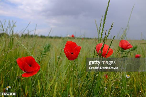 Wild poppies grow in the Castilla La Mancha landscape after a wet spell of rainfall on May 20, 2016 near Daimiel, Spain. The poppies, a familiar...