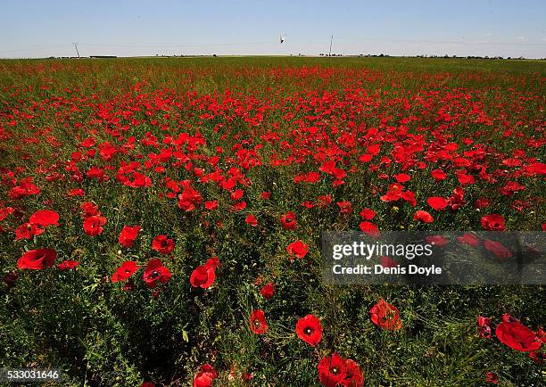 Wild poppies grow in the Castilla La Mancha landscape after a wet spell of rainfall on May 20, 2016 in the Tablas de Daimiel National Park near...