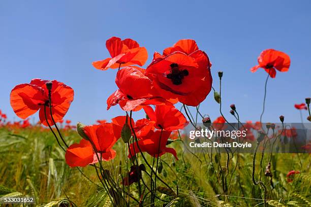 Wild poppies grow in the Castilla La Mancha landscape after a wet spell of rainfall on May 20, 2016 near Daimiel, Spain. The poppies, a familiar...