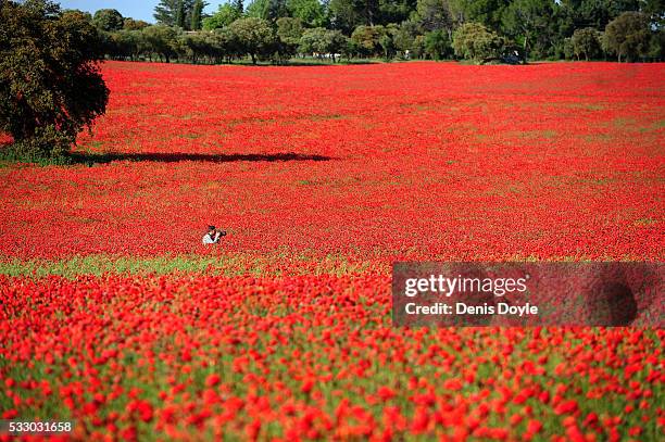 Photographer shoots a newly married couple in a field of wild poppies in the Castilla La Mancha landscape after a wet spell of rainfall on May 19,...