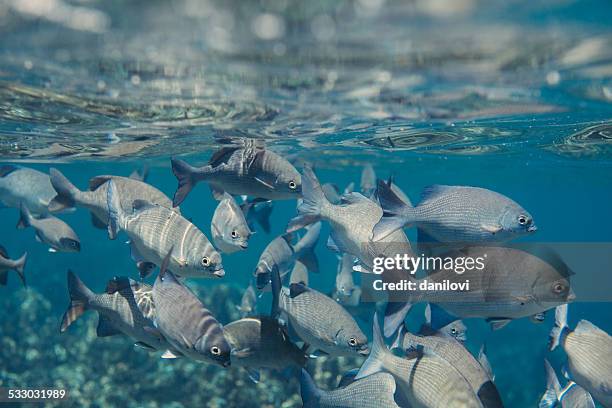 Flocking Fish Flock Fish Many Wallpaper 1,332 Flock Of Fish Stock Photos, High Res