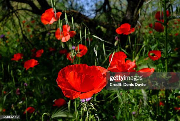 Wild poppies grow in the Castilla La Mancha landscape after a wet spell of rainfall on May 20, 2016 in the Tablas de Daimiel National Park near...