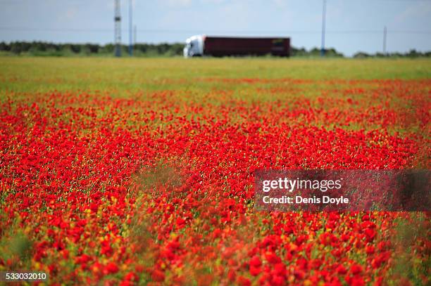 Field in fallow is covered in wild poppies in the Castilla La Mancha landscape after a wet spell of rainfall on May 19, 2016 near Alcazar de San...