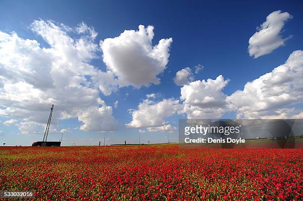 Field in fallow is covered in wild poppies in the Castilla La Mancha landscape after a wet spell of rainfall on May 19, 2016 near Alcazar de San...
