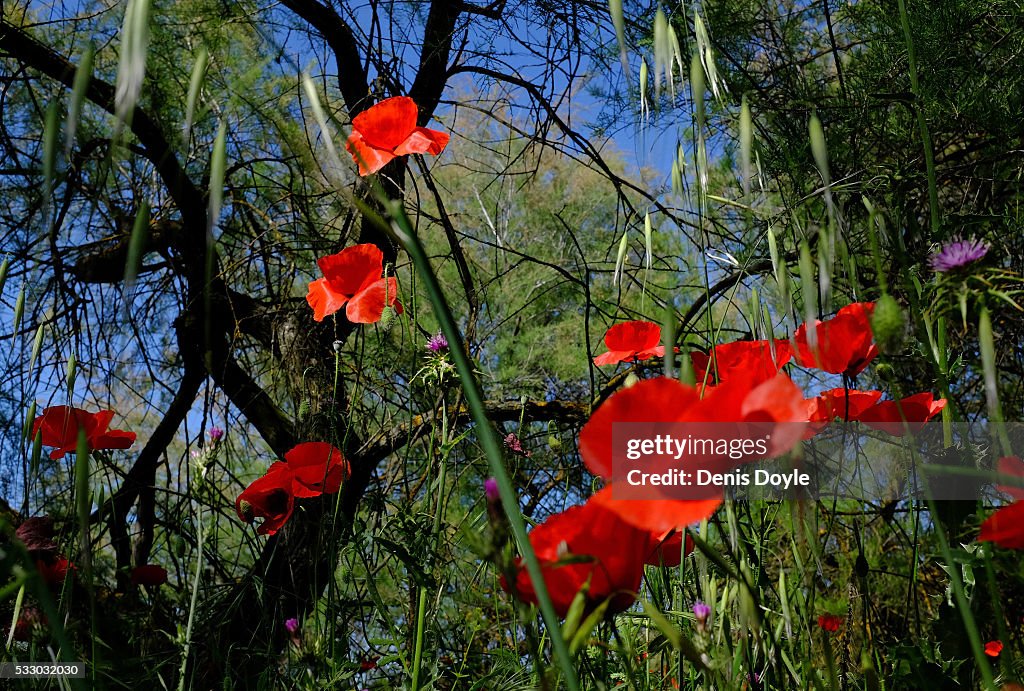 Poppies in the La Mancha Landscape