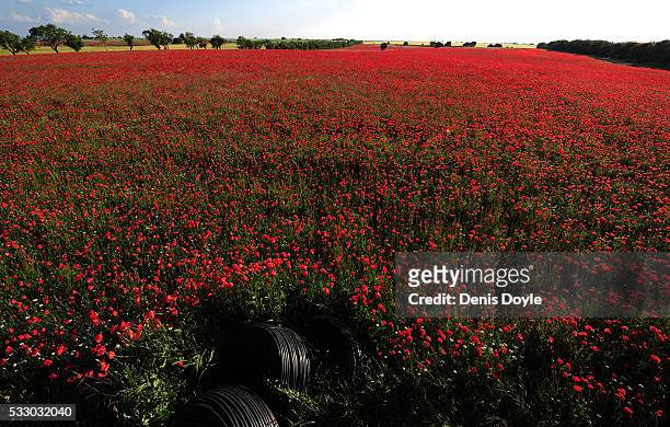 Field left to fallow covered in wild poppies in the Castilla La Mancha landscape after a wet spell of rainfall on May 19, 2016 near Daimiel, Spain....