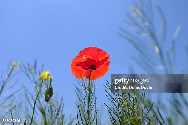 Wild poppy grows in the Castilla La Mancha landscape after a wet spell of rainfall on May 20, 2016 in the Tablas de Daimiel National Park near...