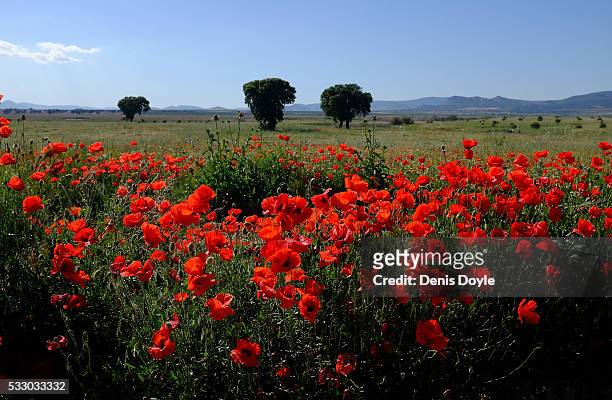 Wild poppies grow in the Castilla La Mancha landscape after a wet spell of rainfall on May 20, 2016 in the Tablas de Daimiel National Park near...