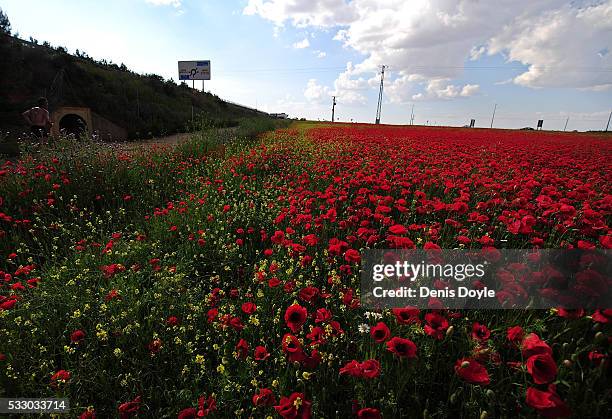 Field in fallow is covered in wild poppies in the Castilla La Mancha landscape after a wet spell of rainfall on May 19, 2016 near Alcazar de San...