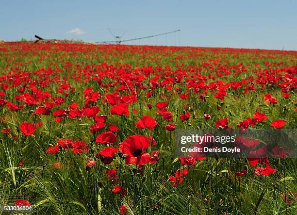 Wild poppies grow in the Castilla La Mancha landscape after a wet spell of rainfall on May 20, 2016 near Daimiel, Spain. The poppies, a familiar...