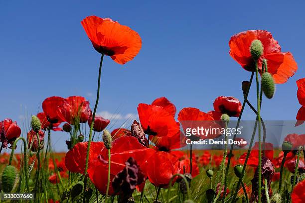 Wild poppies grow in the Castilla La Mancha landscape after a wet spell of rainfall on May 20, 2016 near Daimiel, Spain. The poppies, a familiar...