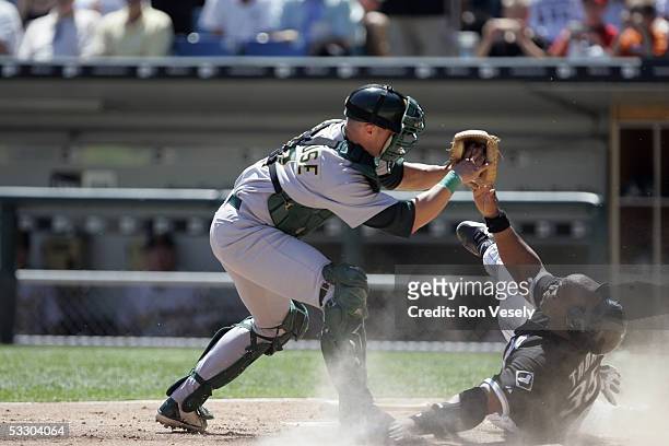 Adam Melhuse of the Oakland Athletics tags out Frank Thomas at home plate during the game against the Chicago White Sox at U.S. Cellular Field on...