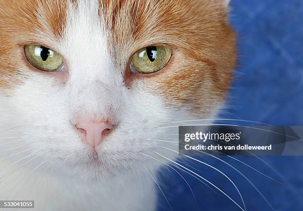 cat portrait - reflector stock pictures, royalty-free photos & images